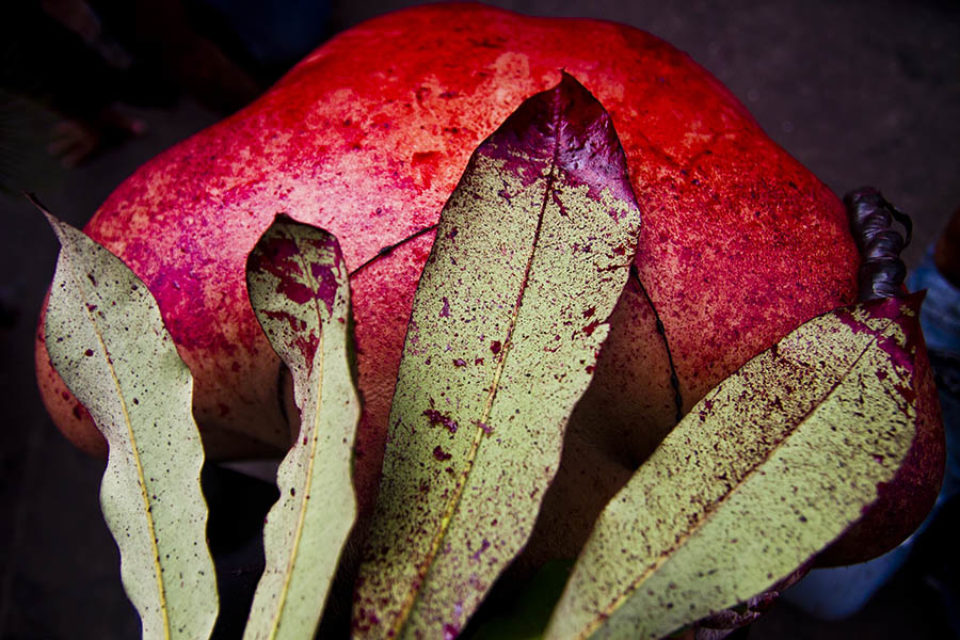 Blood spots on leaves of celebrant's headdress