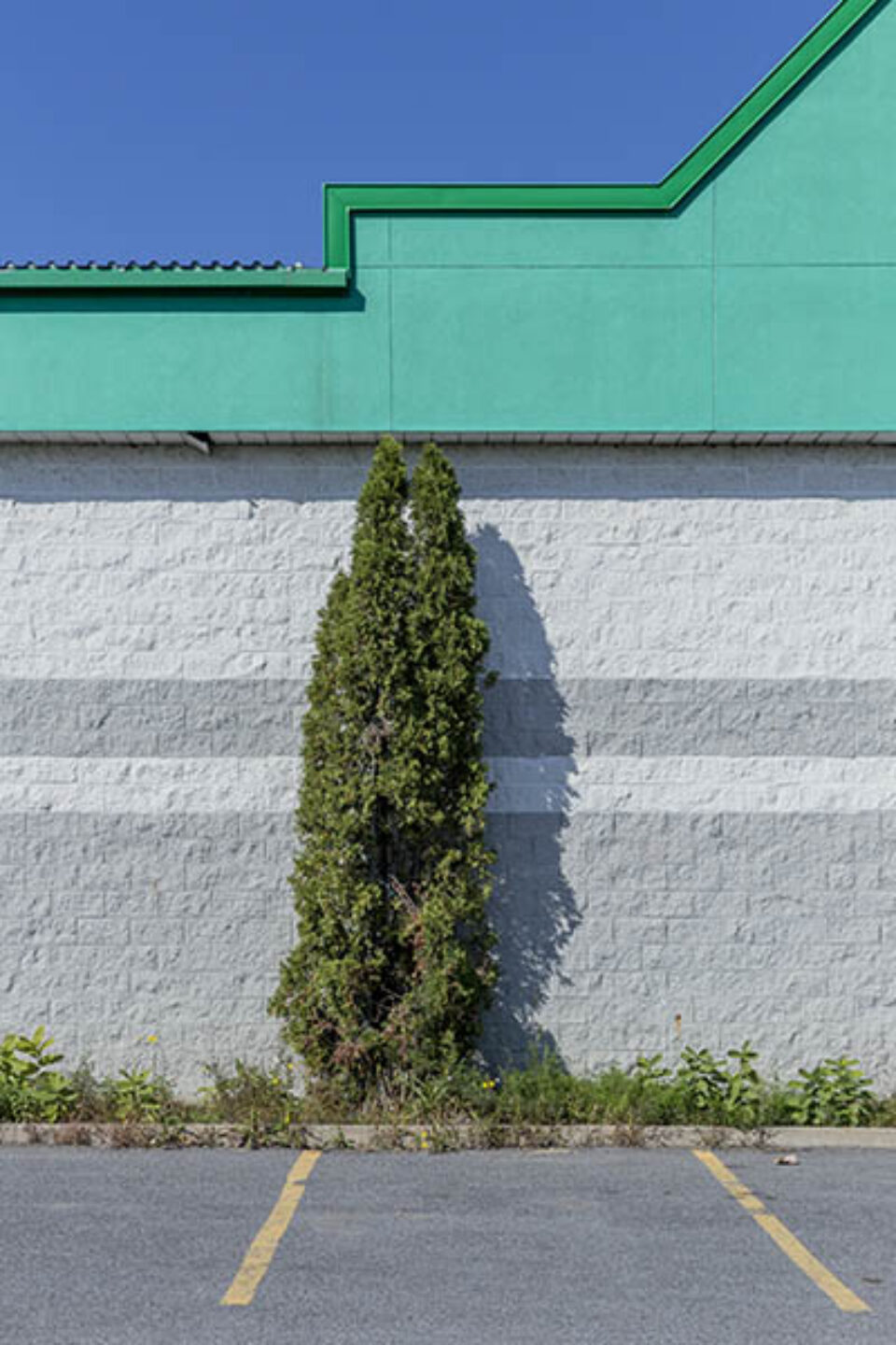 Solitary tree in front of building